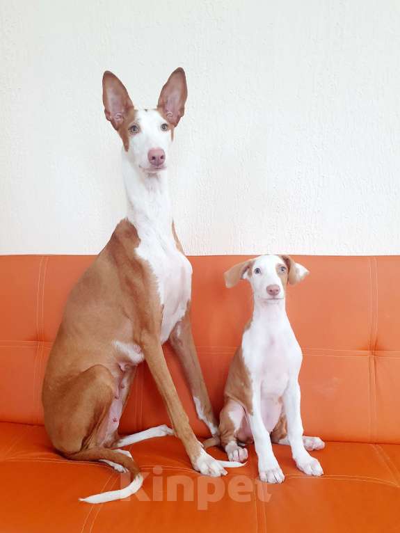 Собаки в Санкт-Петербурге: Щенок ПОДЕНКО ИБИЦЕНКО Мальчик, 85 000 руб. - фото 6