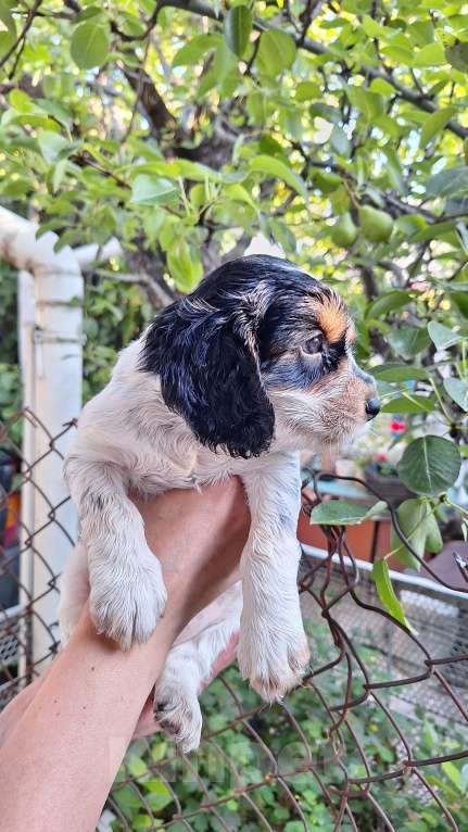 Собаки в Симферополе: Продажа. Русский охотничий спаниель Мальчик, Бесплатно - фото 3