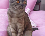 Кошки в других городах Московской области: Шотландочка Девочка, 900 руб. - фото 3