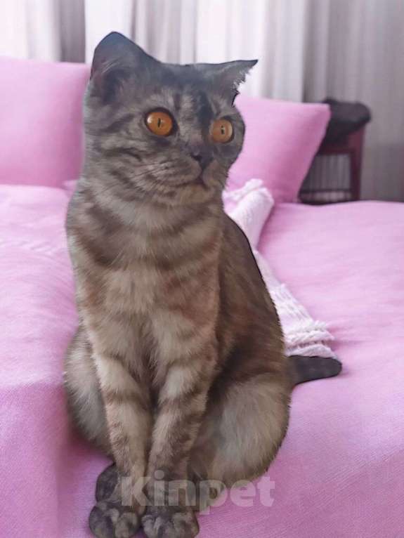 Кошки в других городах Московской области: Шотландочка Девочка, 900 руб. - фото 3