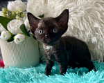 Кошки в Москве: Котенок Девон Рекс девочка черный биколор Девочка, 75 000 руб. - фото 4