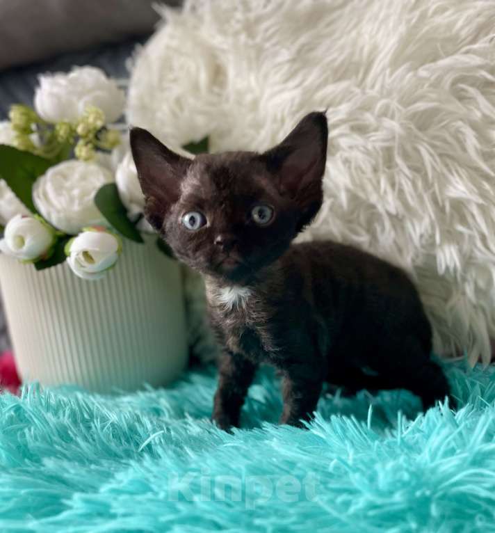 Кошки в Москве: Котенок Девон Рекс девочка черный биколор Девочка, 75 000 руб. - фото 4
