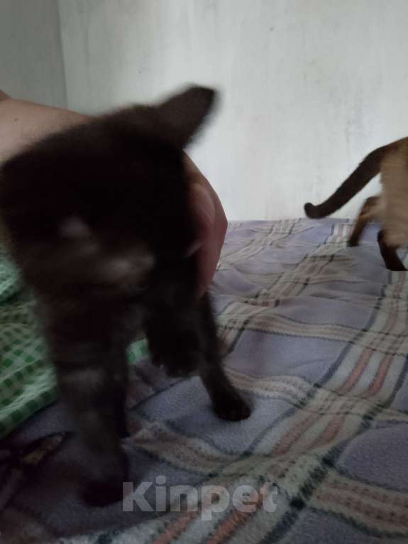 Кошки в Красноярске: Вася Мальчик, Бесплатно - фото 2