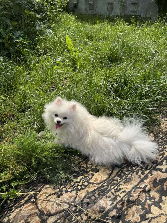 Собаки в Москве: Померанский шпиц малый Девочка, 25 000 руб. - фото 5