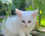 Кошки в Киржаче: Мимишки Девочка, Бесплатно - фото 4