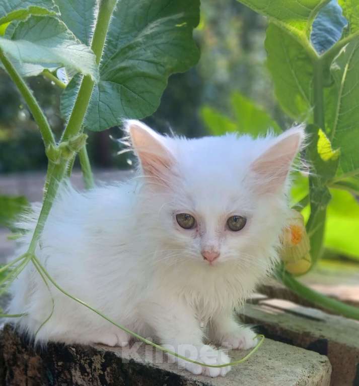 Кошки в Киржаче: Мимишки Девочка, Бесплатно - фото 4