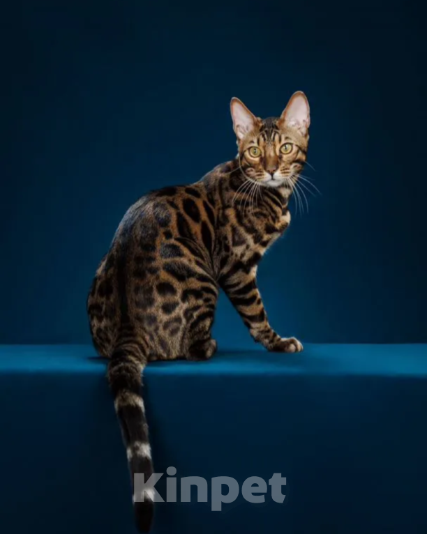 Кошки в Мурманске: Шикарный молодой бенгал Мальчик, 70 000 руб. - фото 3