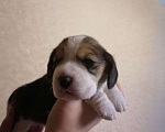 Собаки в Пензе: Щенки Бигли, 30 000 руб. - фото 4