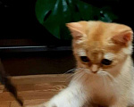 Кошки в Москве: Котенок золотая шиншилла Мальчик, 17 000 руб. - фото 7