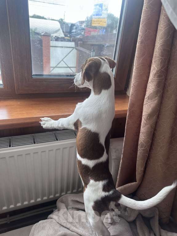 Собаки в Москве: Джек-Рассел-Терьер с документами Мальчик, 30 000 руб. - фото 3