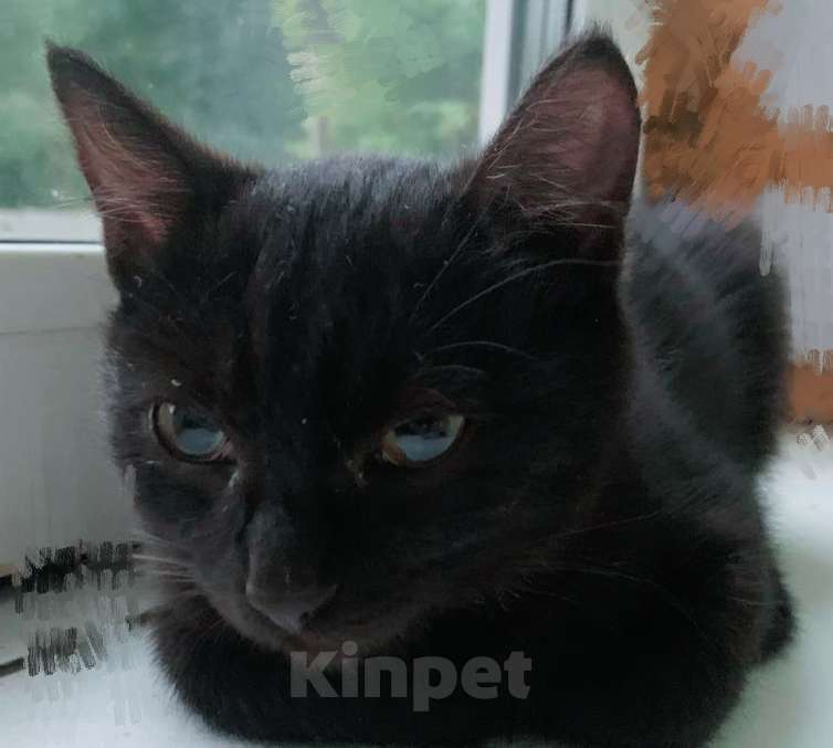 Кошки в Красноярске: Девочка Девочка, Бесплатно - фото 2