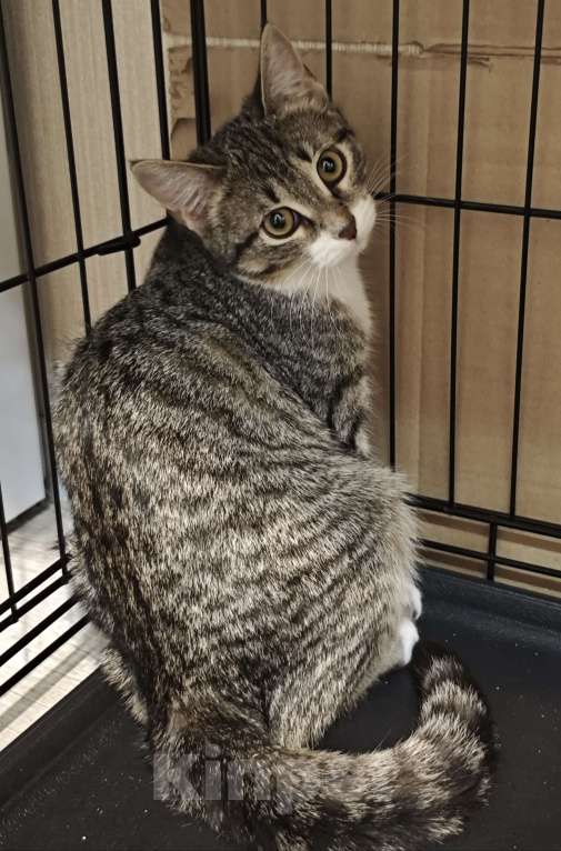 Кошки в Москве: Котёнок  ищет дом  Девочка, Бесплатно - фото 5