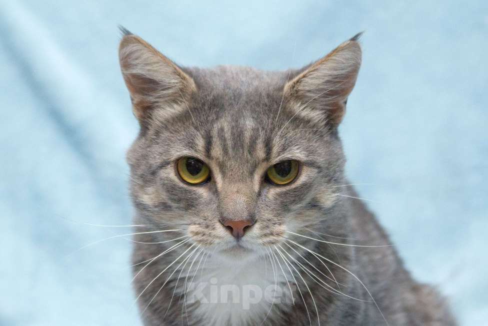 Кошки в Москве: Пушок ждет свою семью!  Мальчик, Бесплатно - фото 6