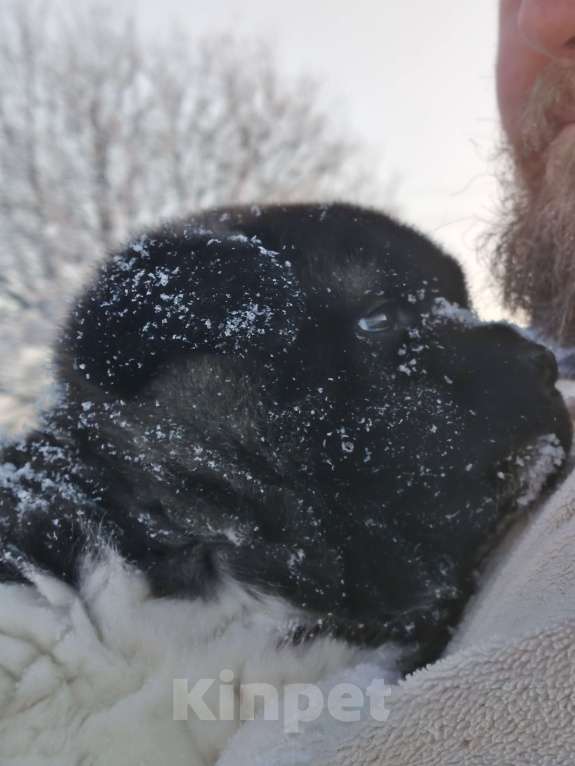 Собаки в Санкт-Петербурге: Девочка акита Девочка, 100 000 руб. - фото 4