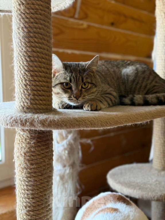 Кошки в Москве: Молоденький Филя мечтает о доме Мальчик, Бесплатно - фото 9