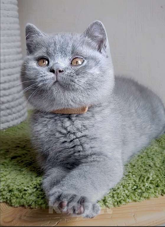 Кошки в Москве: Британский котенок  Мальчик, Бесплатно - фото 7