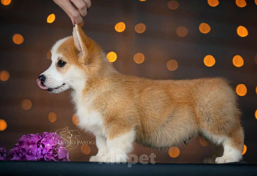 Собаки в Москве: щенки вельш корги пемброк Мальчик, 50 000 руб. - фото 2