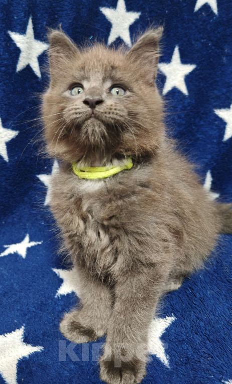Кошки в Москве: Красавец в голубой шубке Мальчик, 30 000 руб. - фото 2