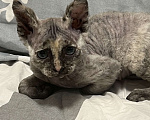 Кошки в Москве: Продаю котенка сфинкса 😻 Девочка, 10 000 руб. - фото 3