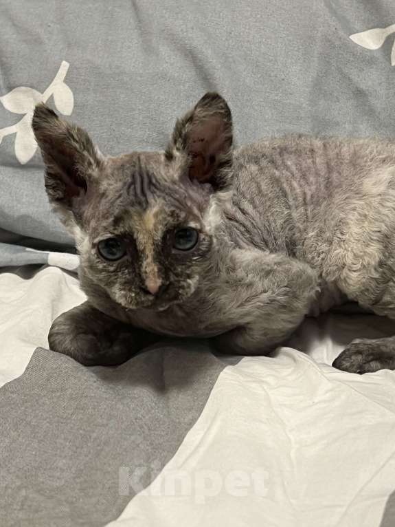 Кошки в Москве: Продаю котенка сфинкса 😻 Девочка, 10 000 руб. - фото 3