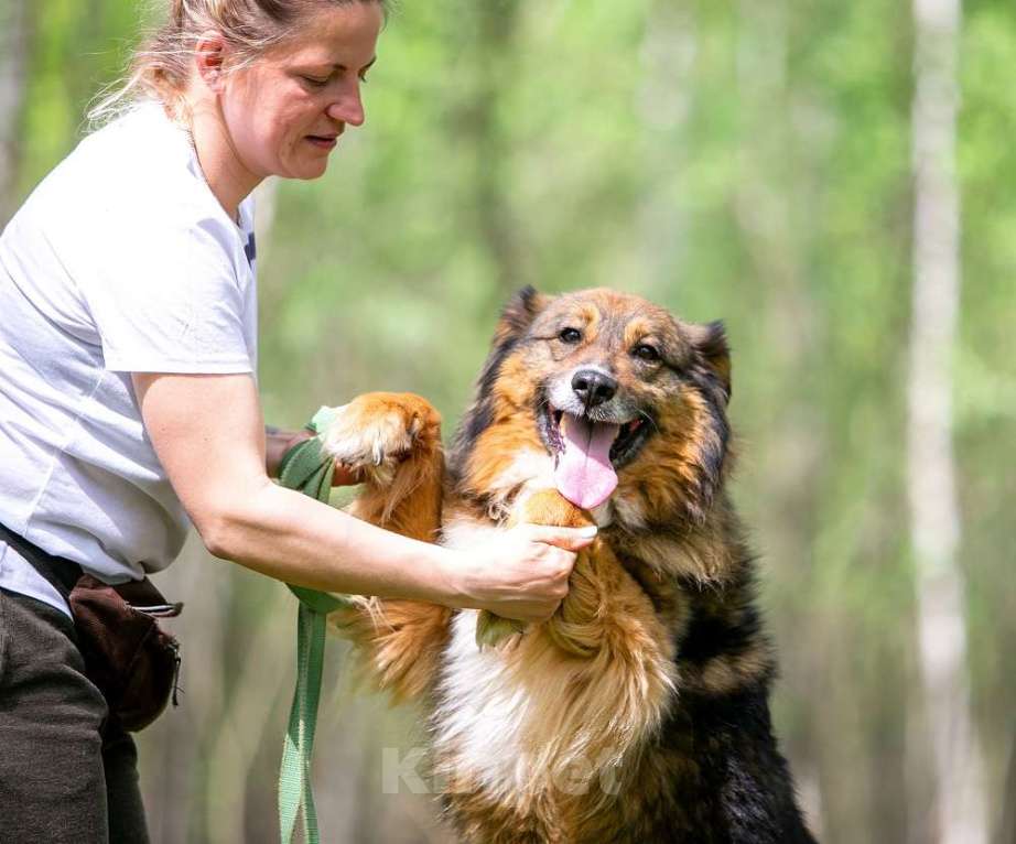 Собаки в Москве: Ласка - ласковая, добрая, нежная девочка! Ищет семью Девочка, Бесплатно - фото 2