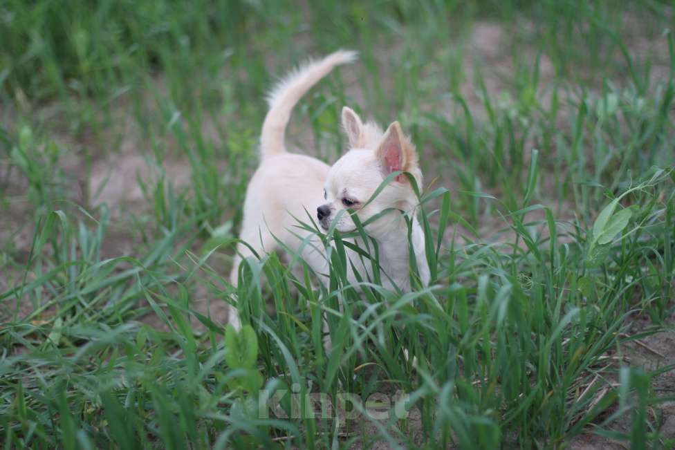Собаки в Красном Севшем: Малыш Чихуахуа Мальчик, 35 000 руб. - фото 5