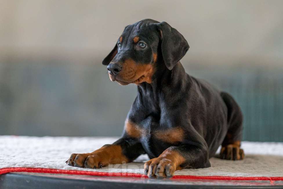 Собаки в Москве: Перспективные щенки добермана Мальчик, 80 000 руб. - фото 7