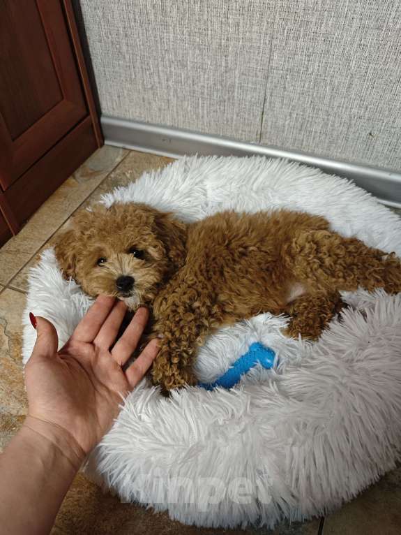 Собаки в Москве: Мальтипу мальчик Тедди  Мальчик, 99 999 руб. - фото 3