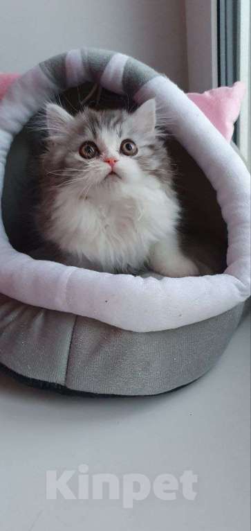 Кошки в Санкт-Петербурге: Шотландский красавчик Мальчик, 55 000 руб. - фото 4