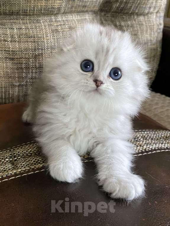 Кошки в Москве: Ариэла Девочка, 45 000 руб. - фото 6