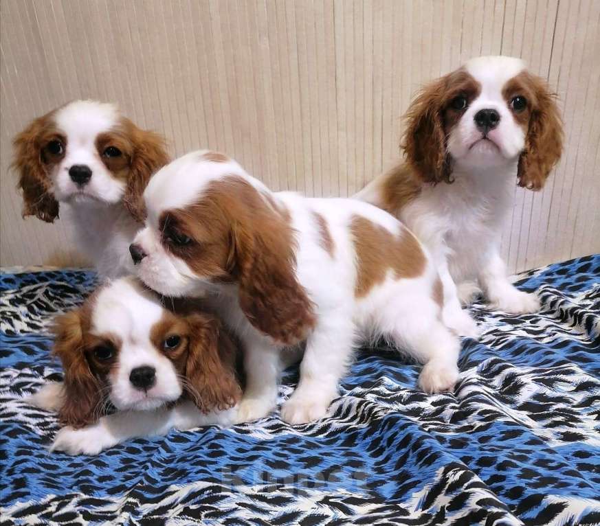 Собаки в Москве: Кавалер Кинг Чарльз спаниель Щенки 2,5 м. Мальчик, 70 000 руб. - фото 4