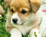 Собаки в Зеленогорске: Шенки пемброков, малыши крепыши Мальчик, 60 000 руб. - фото 3