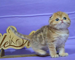Кошки в Москве: Золотой мраморный мальчик Мальчик, 65 000 руб. - фото 3