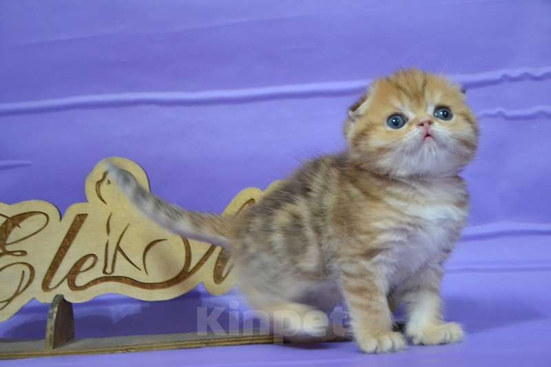 Кошки в Москве: Золотой мраморный мальчик Мальчик, 65 000 руб. - фото 3