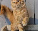 Кошки в Сергиеве Посаде: Котенок мейн кун.  Мальчик, 15 000 руб. - фото 1