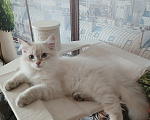Кошки в Москве: Клубный котенок Мальчик, Бесплатно - фото 1