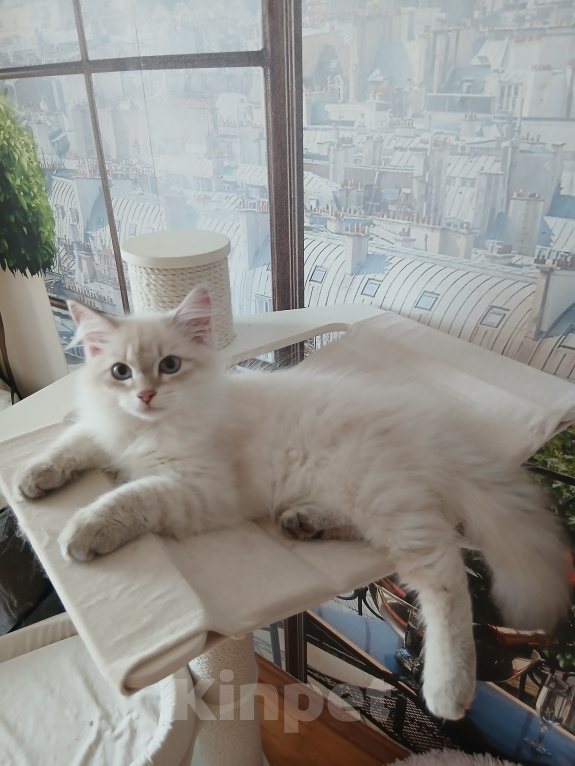 Кошки в Москве: Клубный котенок Мальчик, Бесплатно - фото 1