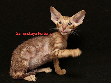 Ориентальный котик