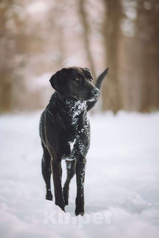 Собаки в Москве: Собака бесплатно в Москве Девочка, Бесплатно - фото 2