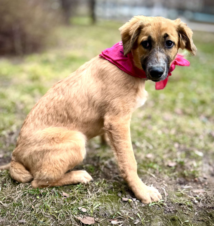 Собаки в Москве: Щенок Мия ищет дом Девочка, Бесплатно - фото 2