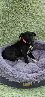 Щеночек с короткими лапками