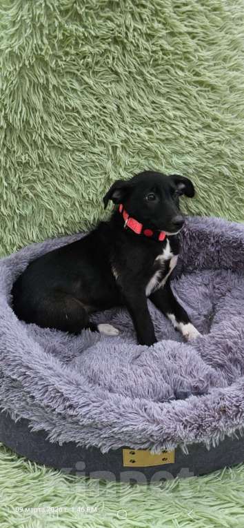 Собаки в Санкт-Петербурге: Щеночек с короткими лапками Девочка, Бесплатно - фото 1