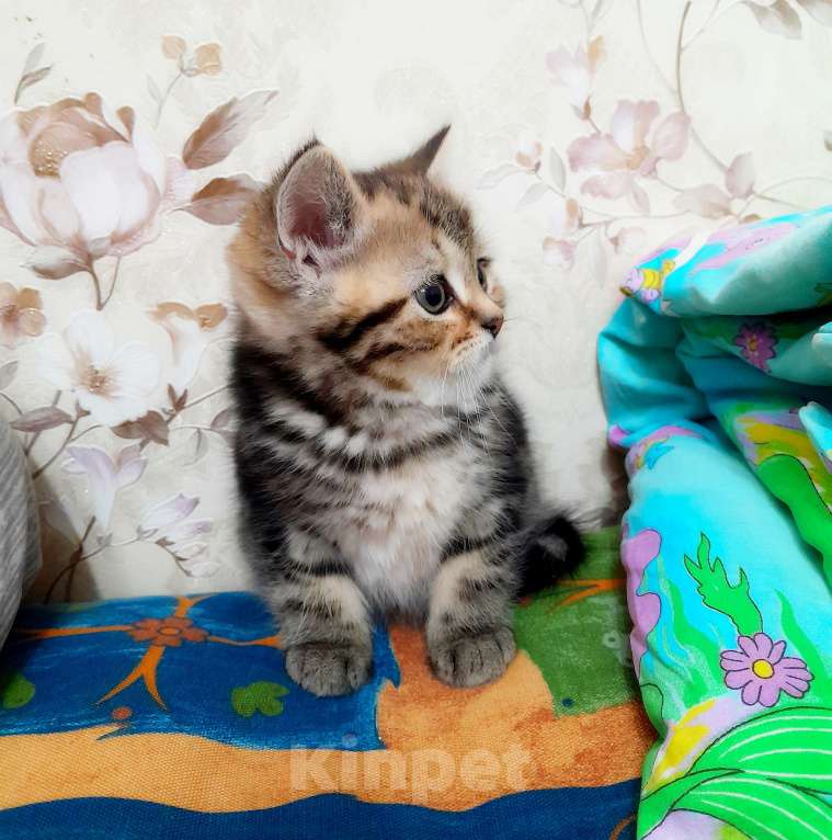Кошки в Ставрополе: Шотландские котята с документами Разнополые, 10 000 руб. - фото 4