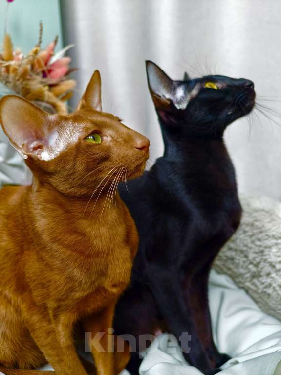 Кошки в Владивостоке: продаются ориентальные котята Мальчик, 30 000 руб. - фото 4