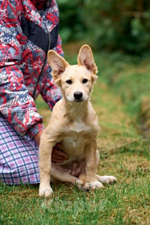 Собаки в Ногинске: Малышка Персея в поисках семьи Девочка, Бесплатно - фото 2