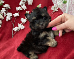 Собаки в Москве: Чёрный йорк мальчик стандарт без перецвета Мальчик, 50 000 руб. - фото 2