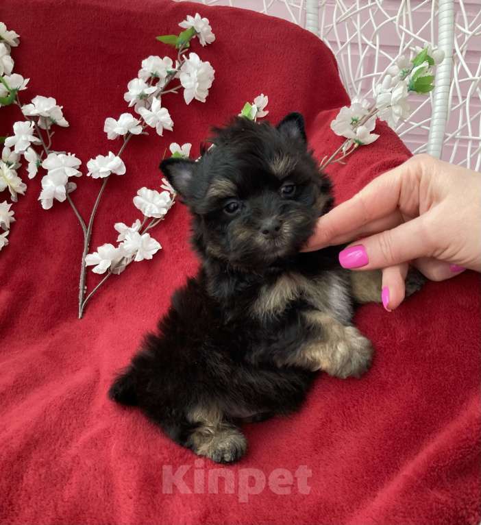 Собаки в Москве: Чёрный йорк мальчик стандарт без перецвета Мальчик, 50 000 руб. - фото 2