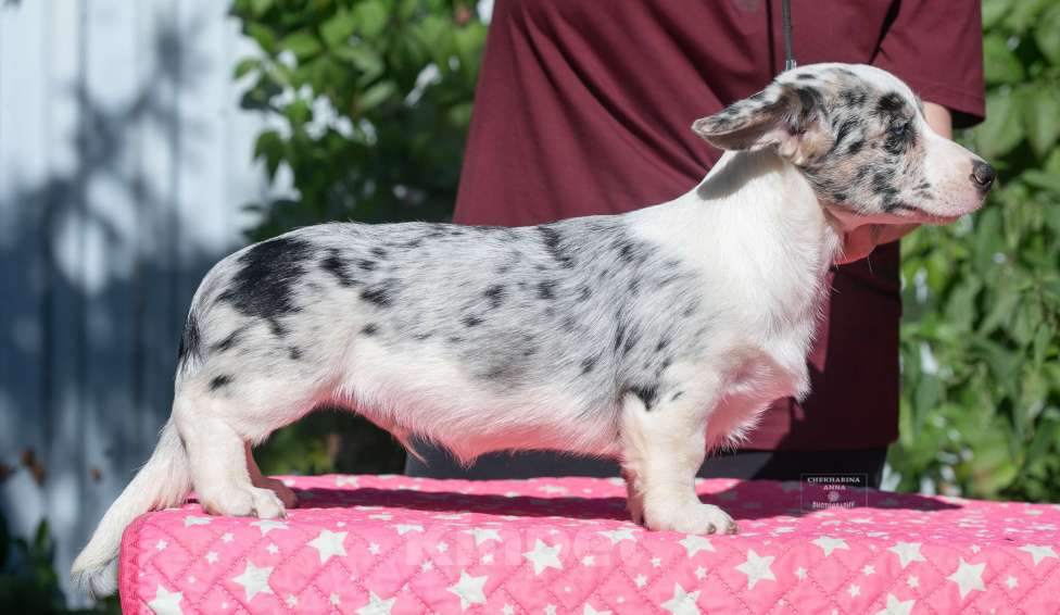 Собаки в Москве: Вельш корги кардиган мрамор Мальчик, 110 000 руб. - фото 4