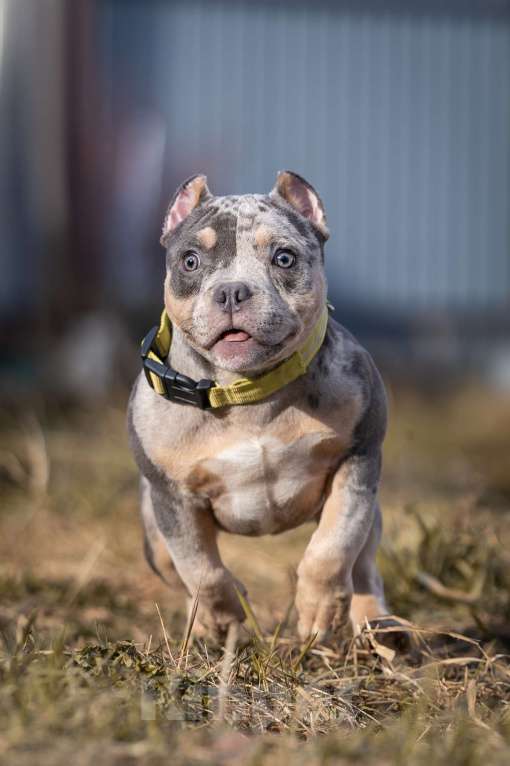 Собаки в Всеволожске: ММ ДАЛМОР ВИНТАЖ Мальчик, Бесплатно - фото 2