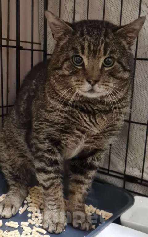 Кошки в Санкт-Петербурге: Тигра ждет своего Человека Мальчик, Бесплатно - фото 1